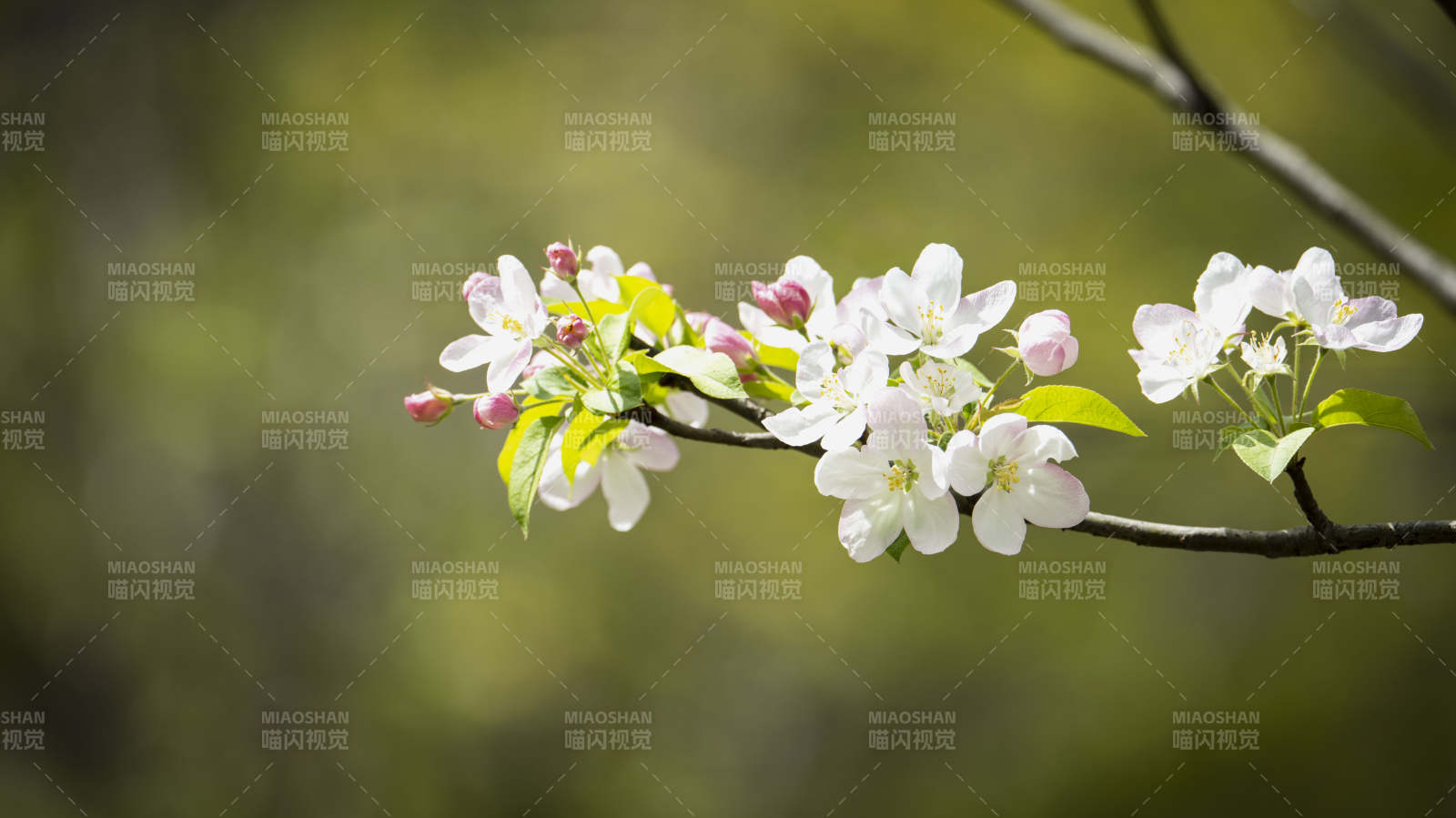 春日花枝绽放图片