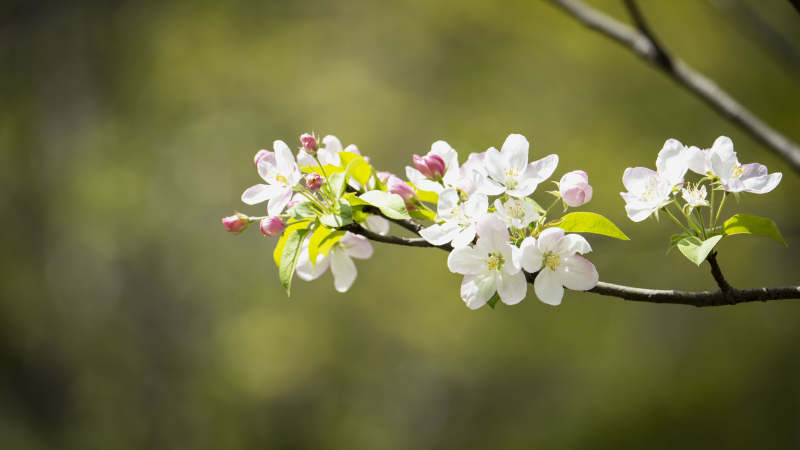 春日花枝绽放图片