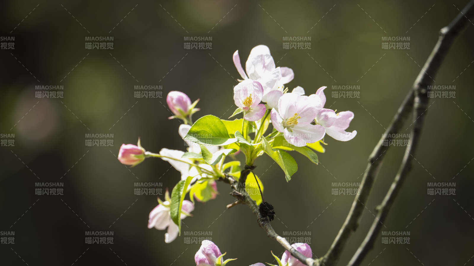 春日花枝绽放图片
