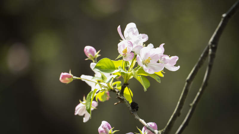 春日花枝绽放图片