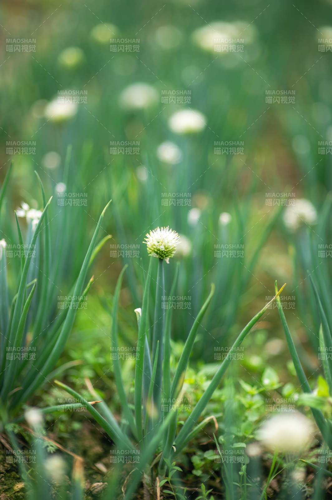 葱花绽放绿意中图片