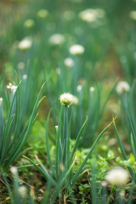 葱花绽放绿意中图片