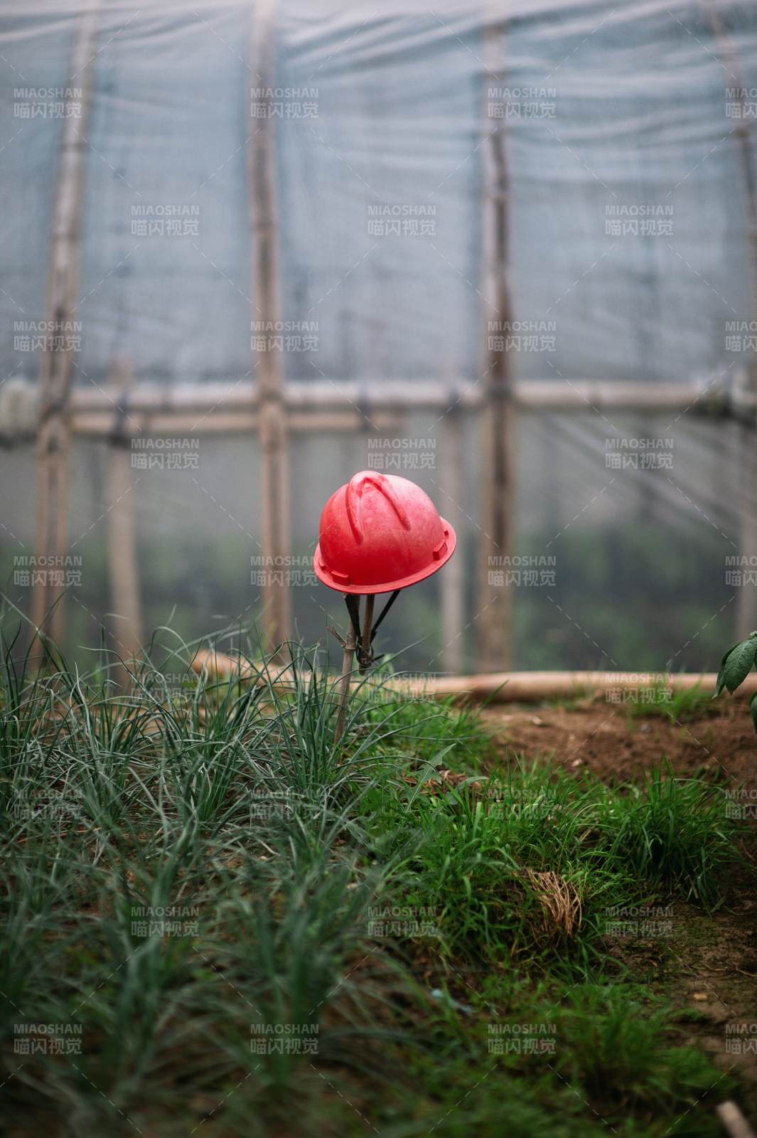 红帽立草间图片
