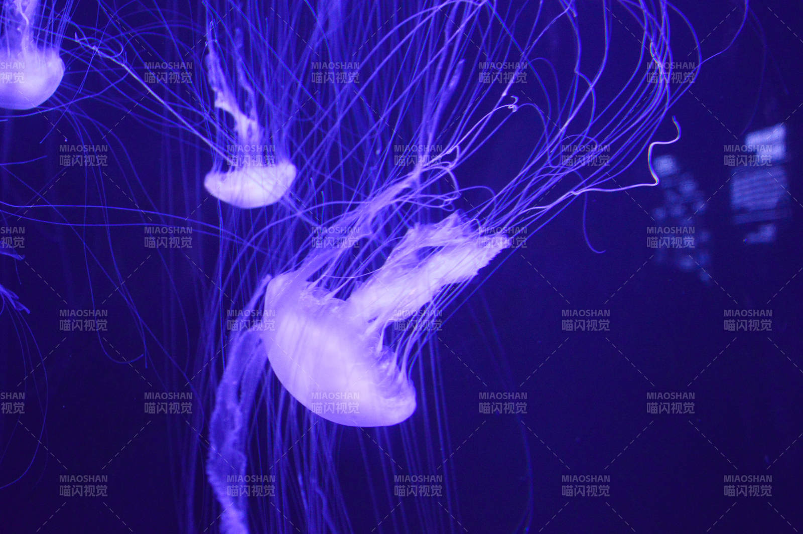 紫光水母舞动图片