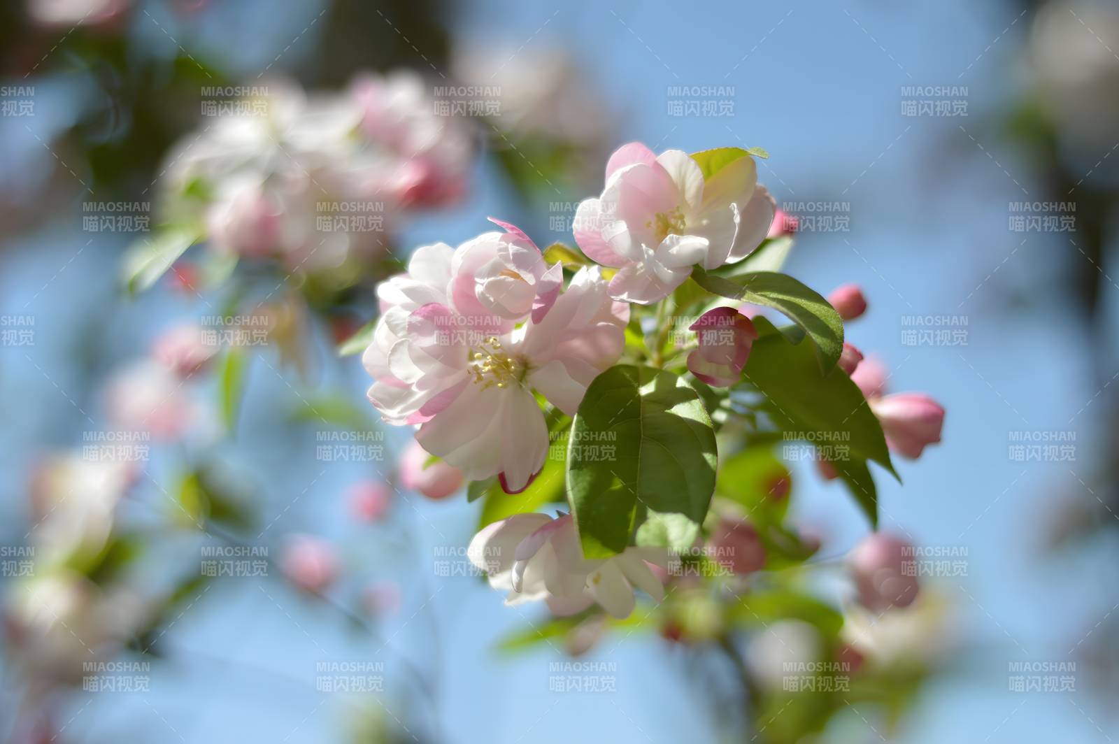 春日花枝绽放图片