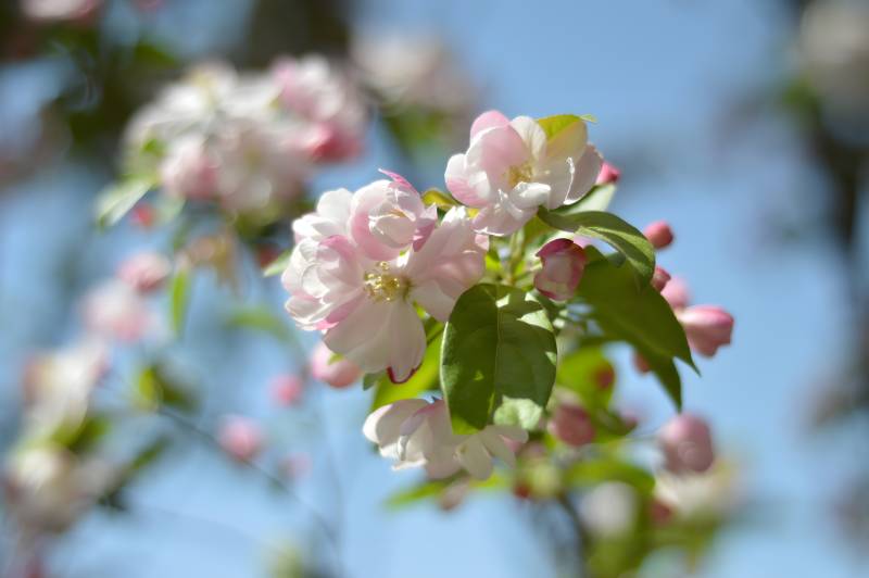 春日花枝绽放图片