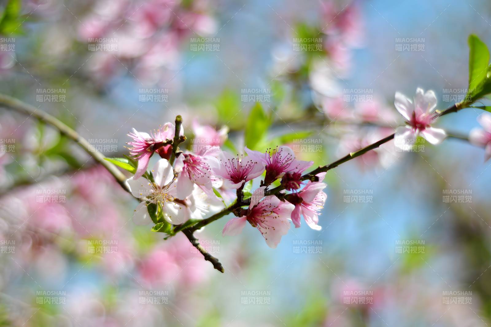 春日桃花绽放图片