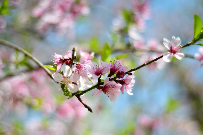 春日桃花绽放图片