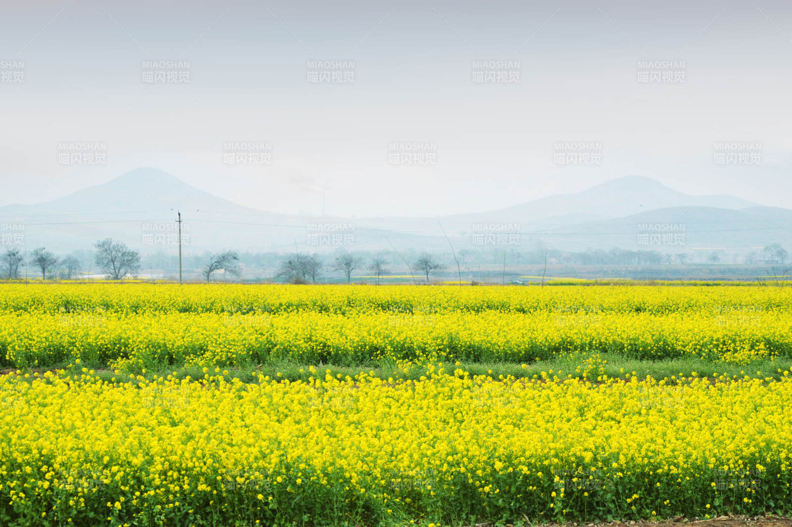 油菜花海映山峦图片