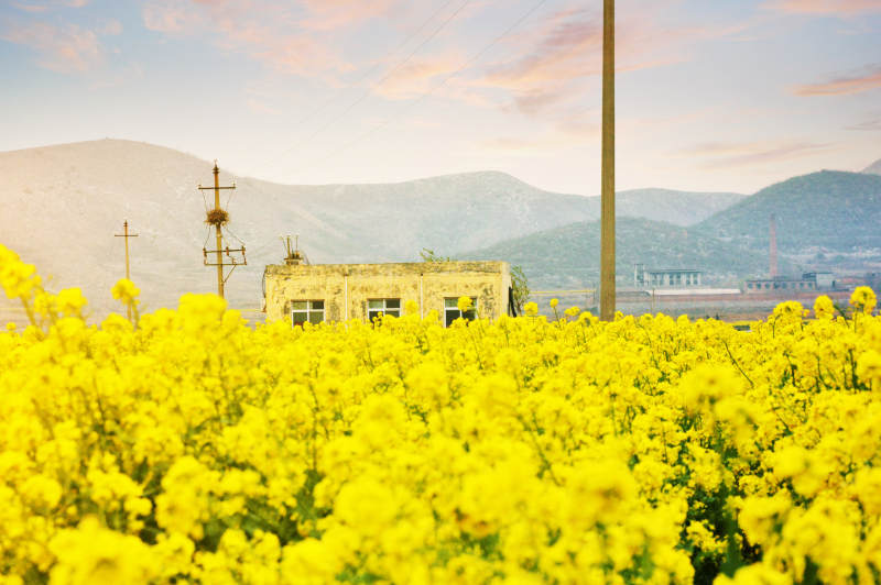 油菜花海映山房图片