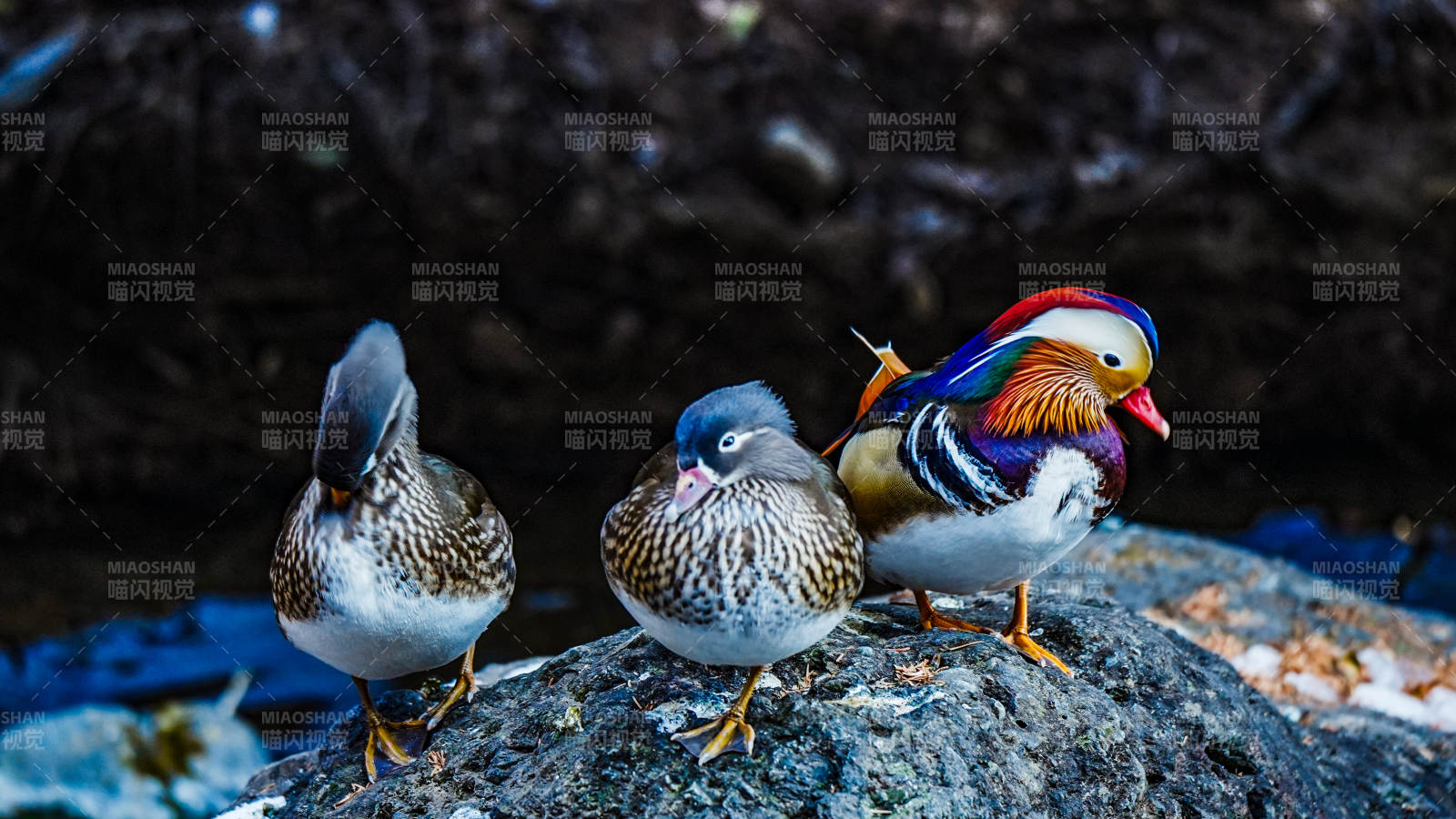 鸳鸯三只栖石上图片