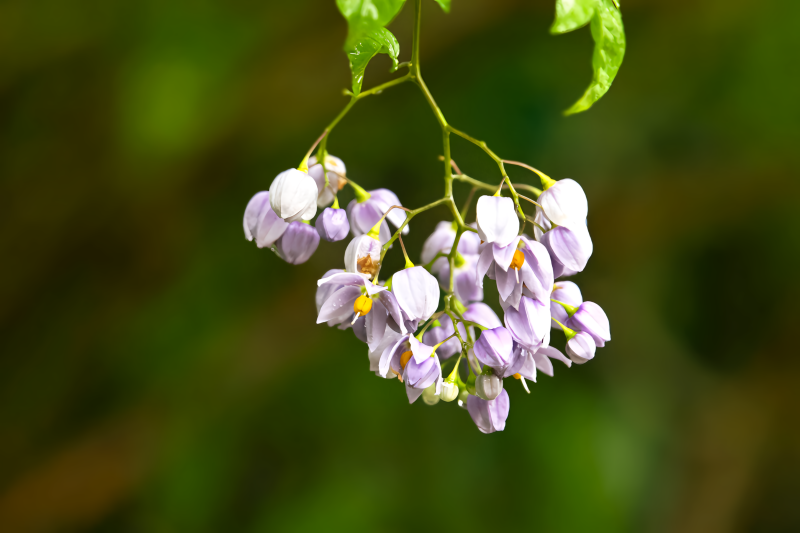 紫花垂枝绽放图片