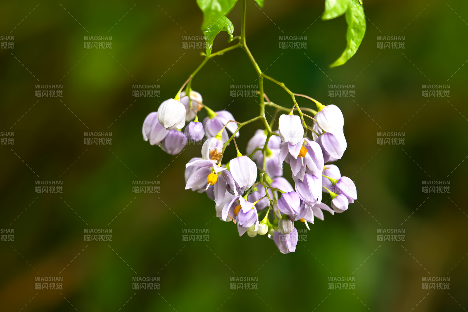 紫花垂枝绽放图片