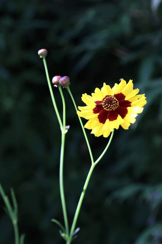 黄花红心绽放图片