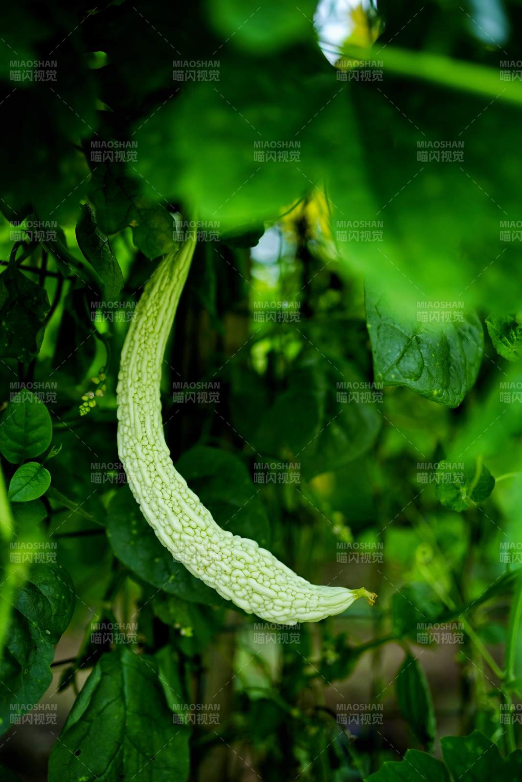 苦瓜挂藤绿意浓图片