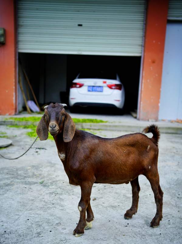 棕色山羊门前伫立图片