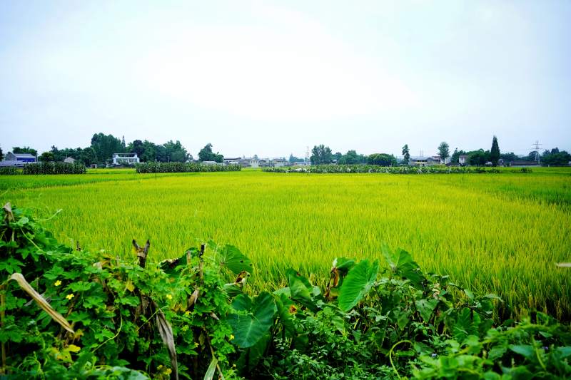 金黄稻田风光图片