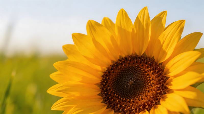 向日葵绽放图片