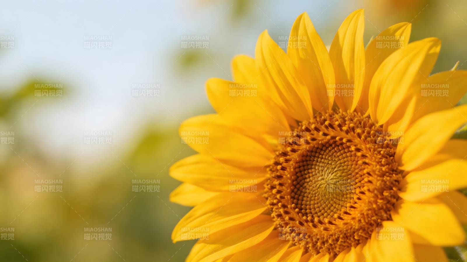 向日葵绽放图片