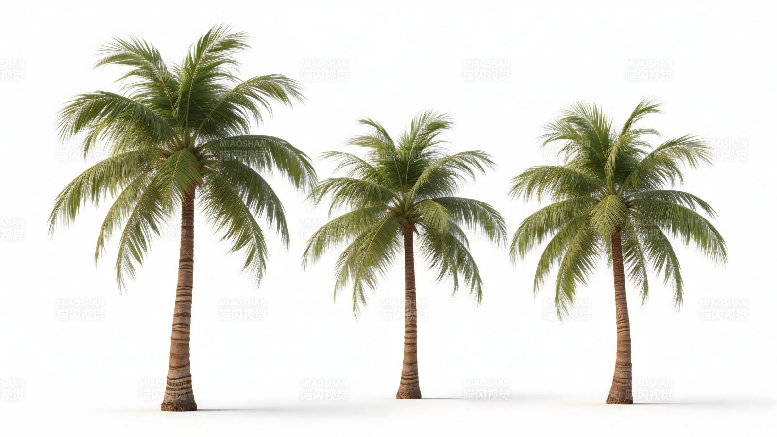 三棵椰子树图片