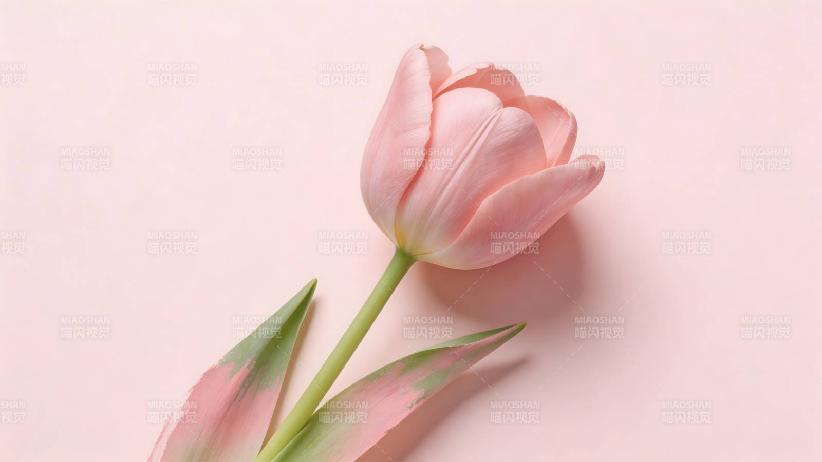 粉红郁金香静谧绽放图片