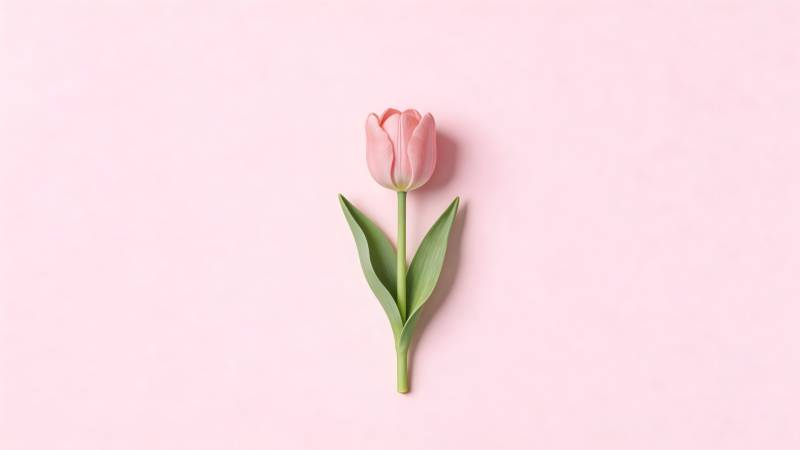 粉色郁金香静物图片