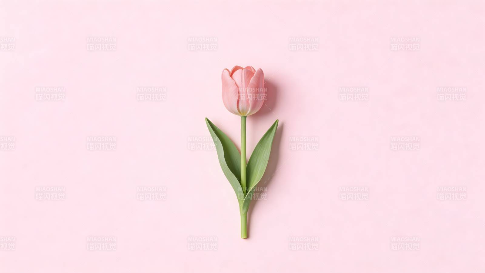 粉色郁金香静物图片