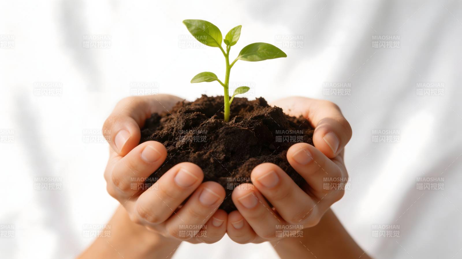 双手捧土育新绿图片