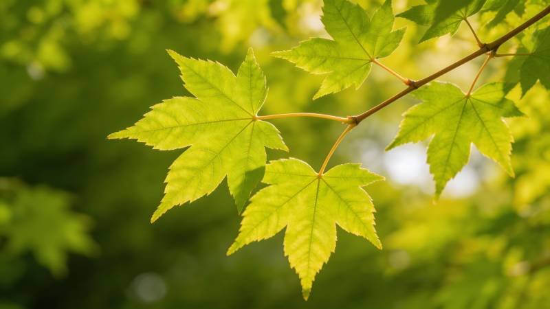 绿叶映光 生机盎然图片