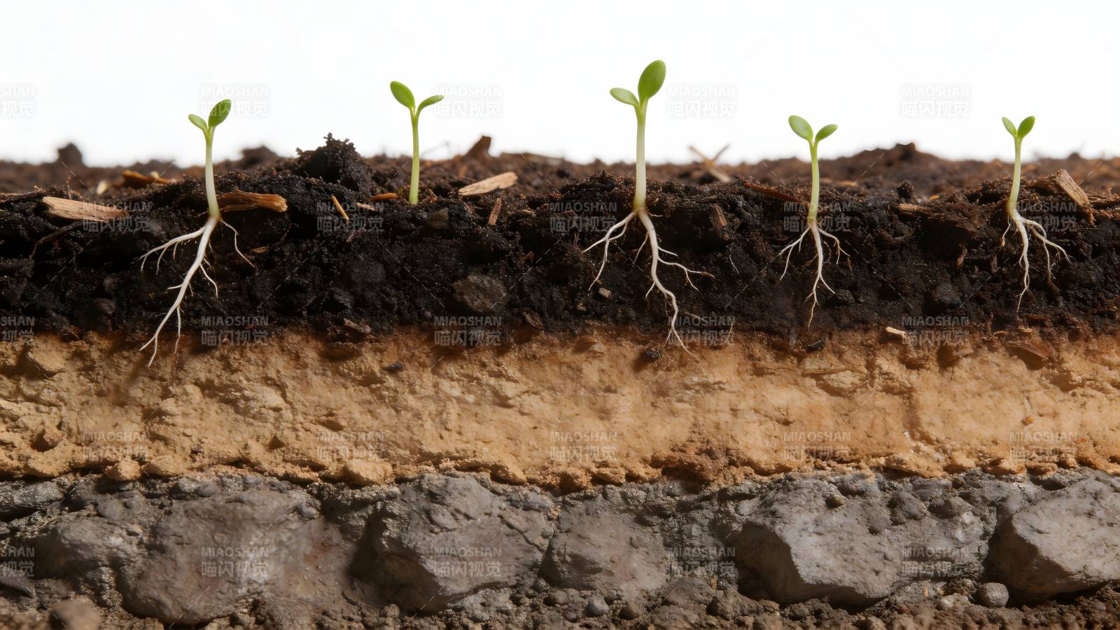幼苗扎根土壤生长图片