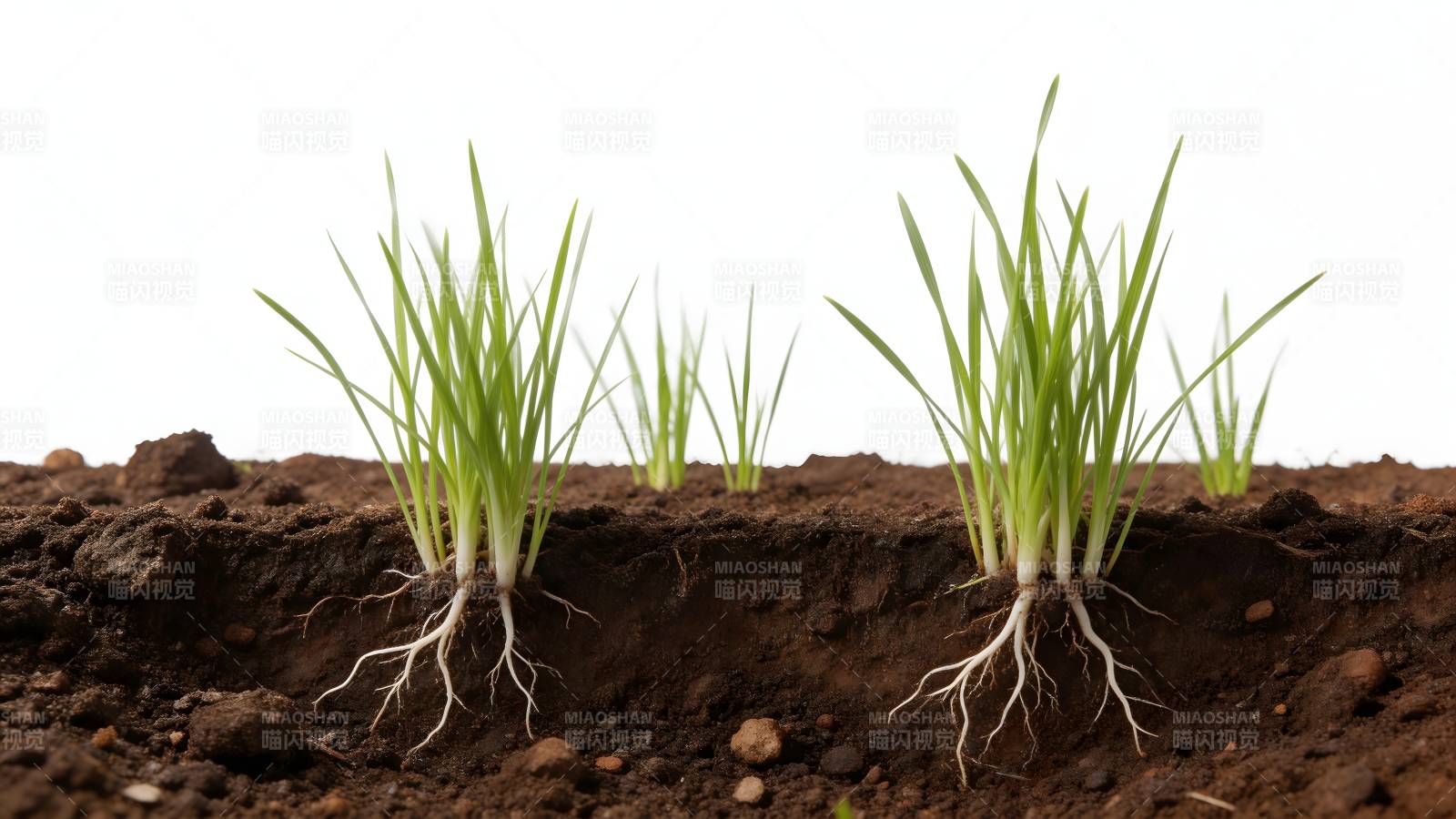绿苗扎根土壤图片