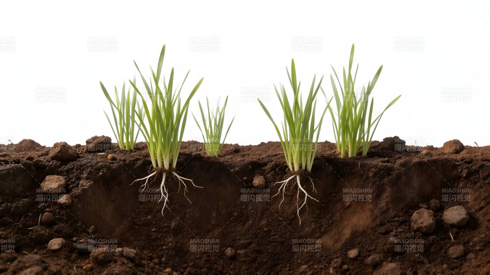 草根生长图图片