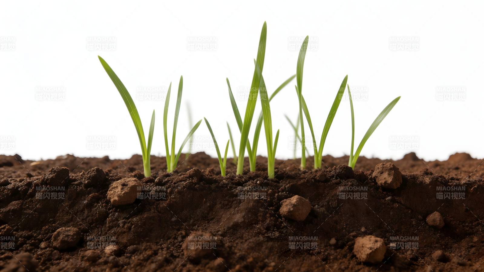 嫩芽破土而出图片