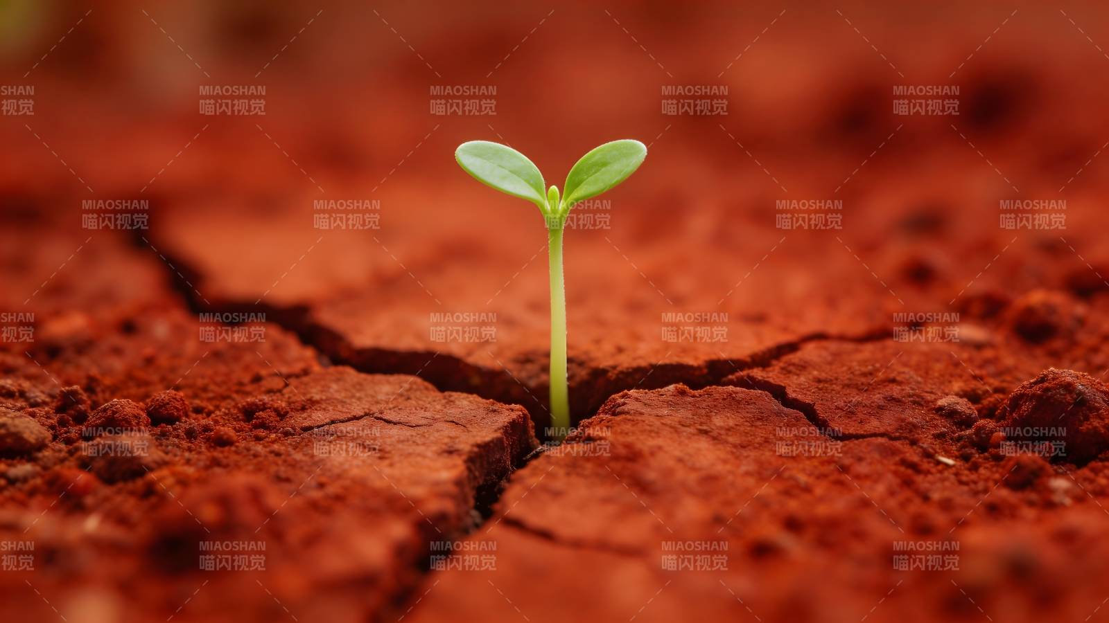 破土新生图片