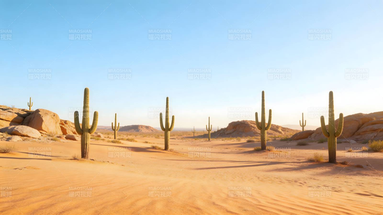 沙漠仙人掌风光图片