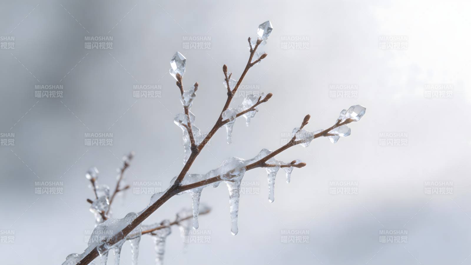 冰挂枝头图片