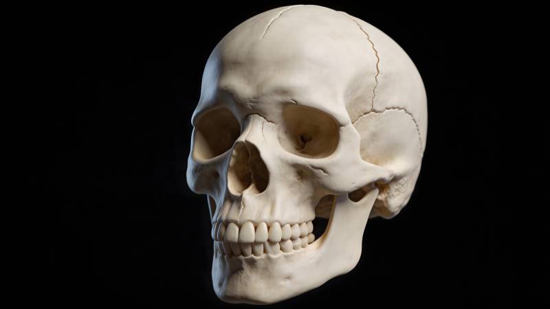 人类头骨特写图片