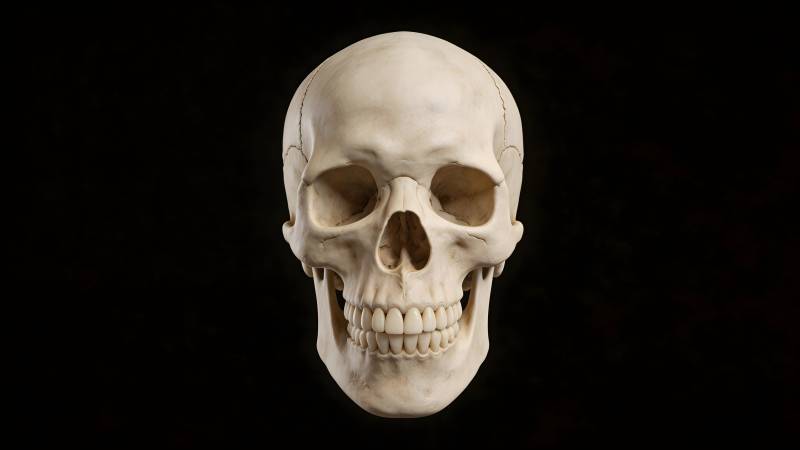 人类头骨特写图片