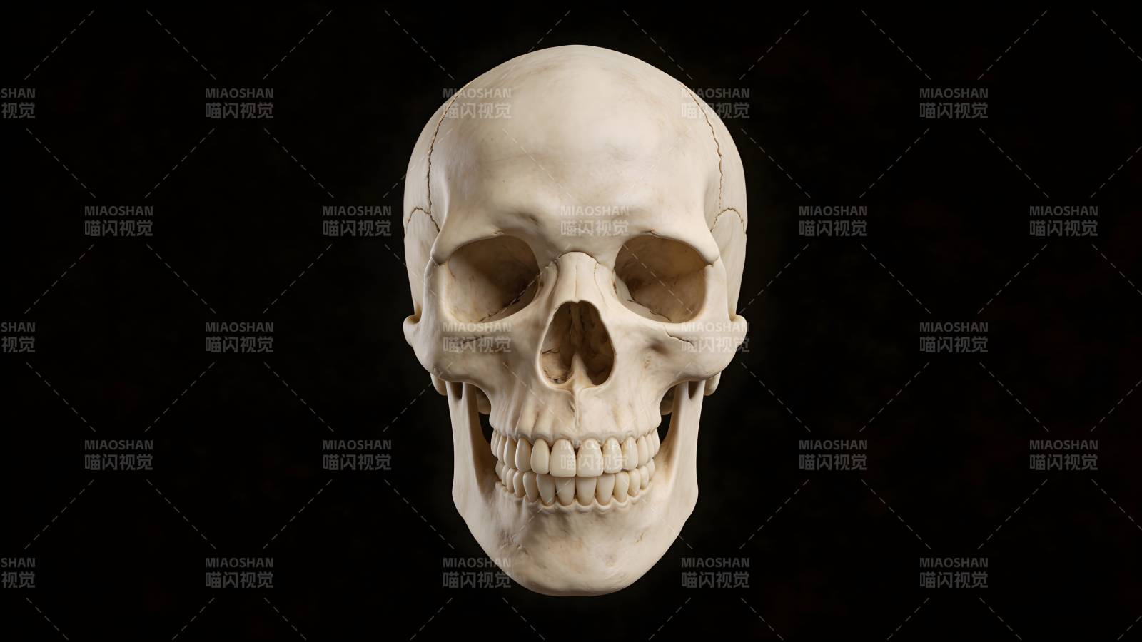 人类头骨特写图片