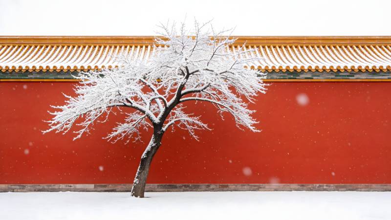 雪中红墙古树图片