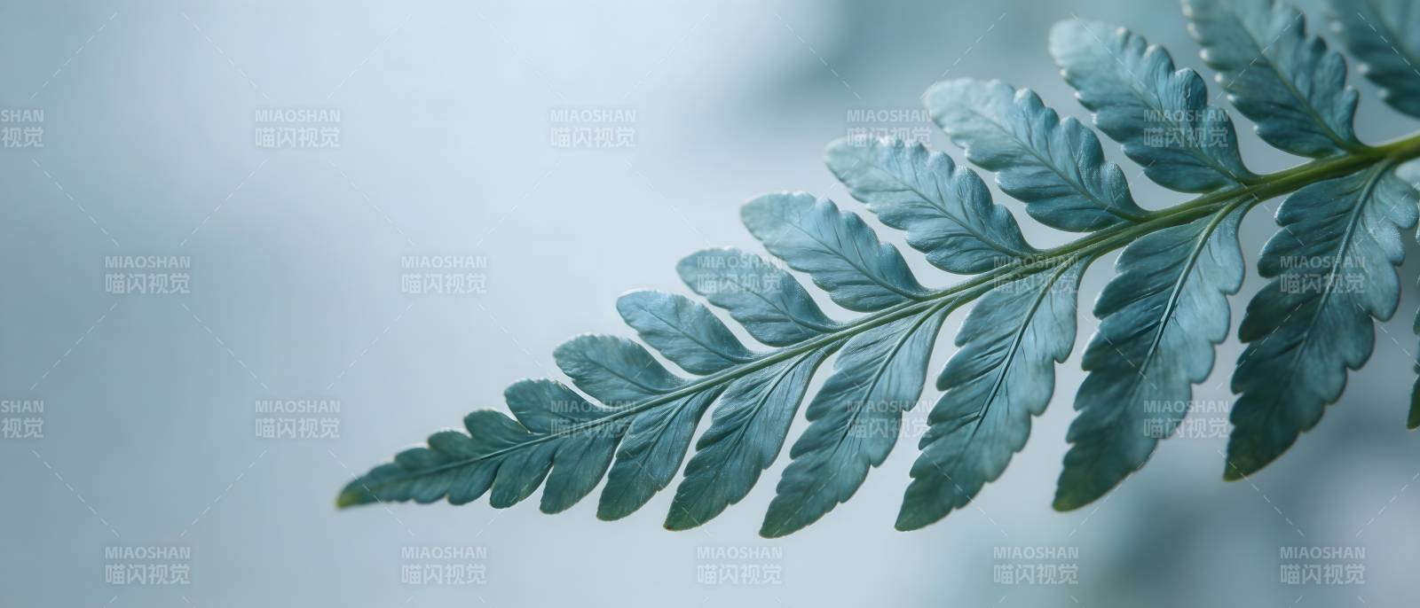 青翠蕨叶特写图片