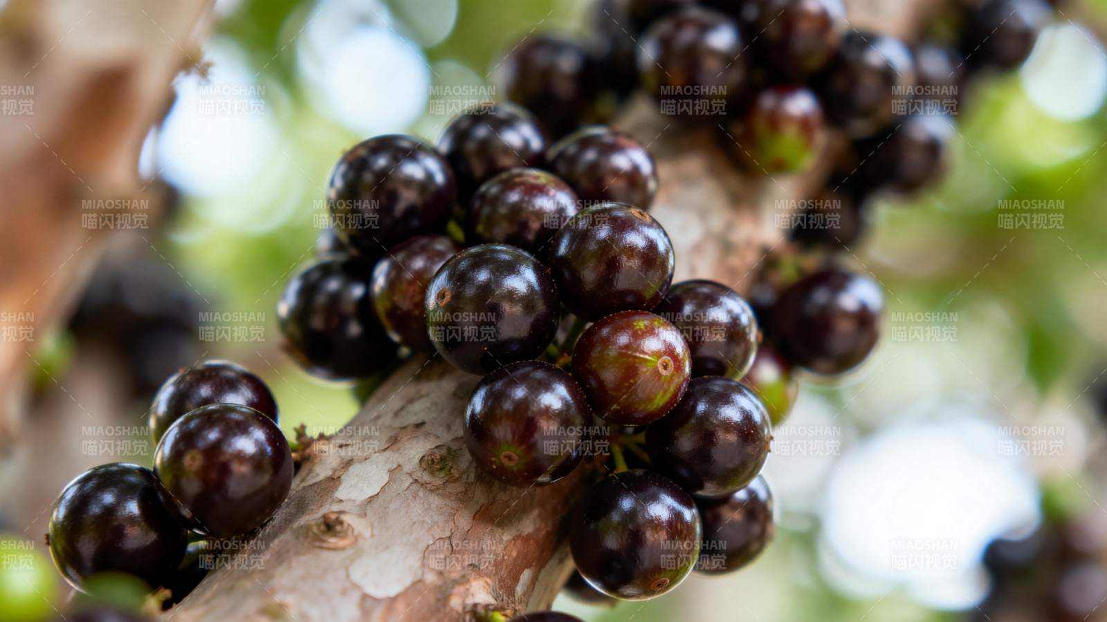 树上挂满紫葡萄图片