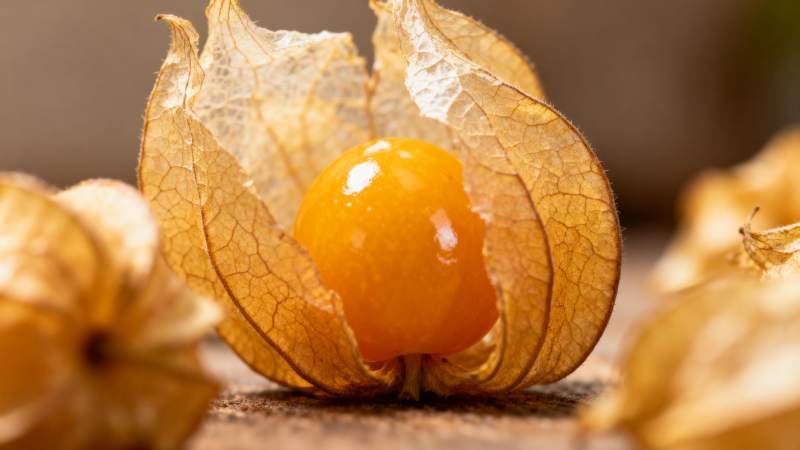 金灯果特写图片