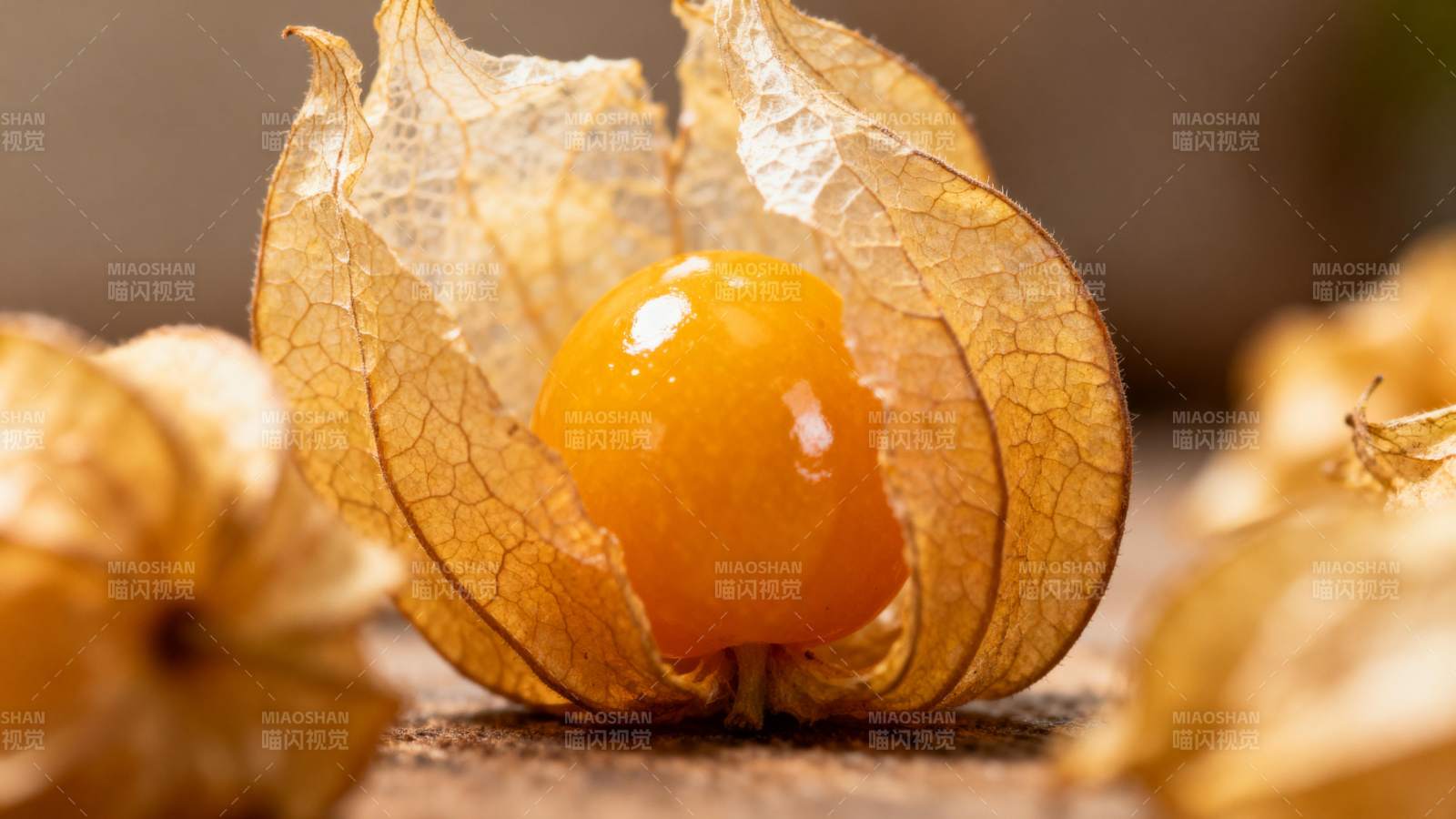 金灯果特写图片