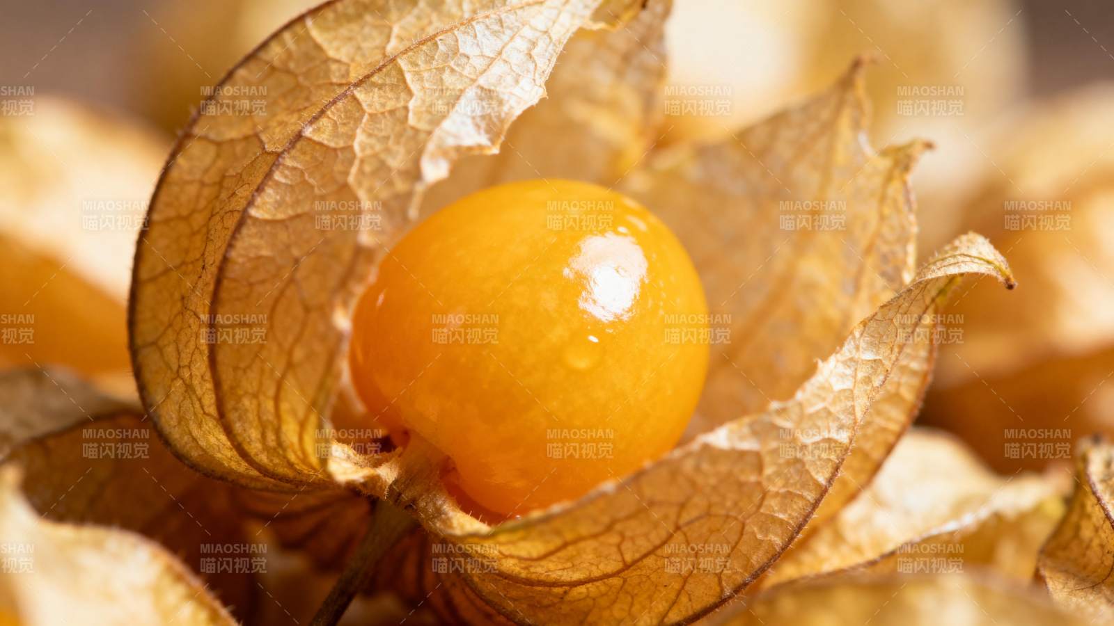 金灯果特写图片