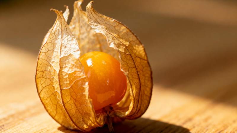 金黄果实破壳而出图片