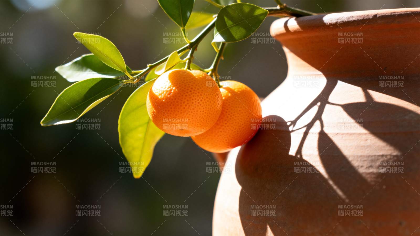 盆栽橙子挂枝头图片