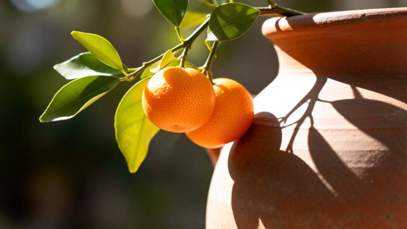 盆栽橙子挂枝头图片