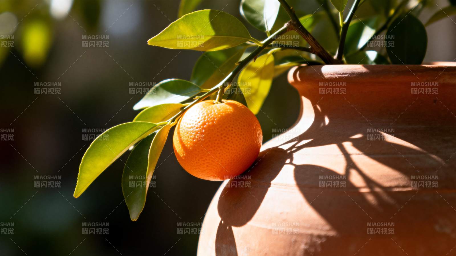 盆栽橙子 阳光斑驳图片