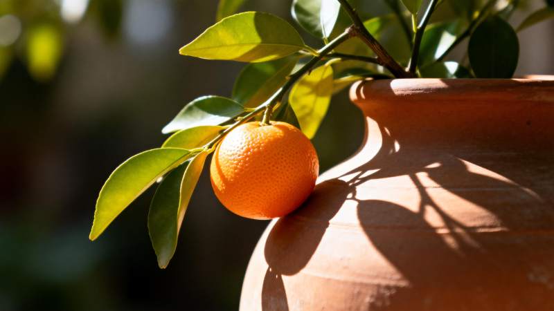 盆栽橙子 阳光斑驳图片